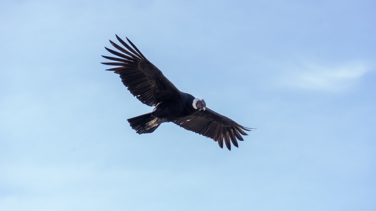 Andean Condor in flight over the Andes