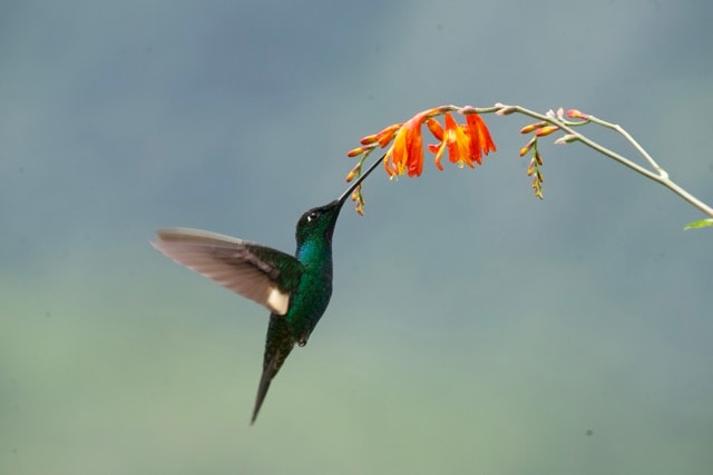 Hummingbird in flight, Ecuador cloud forest