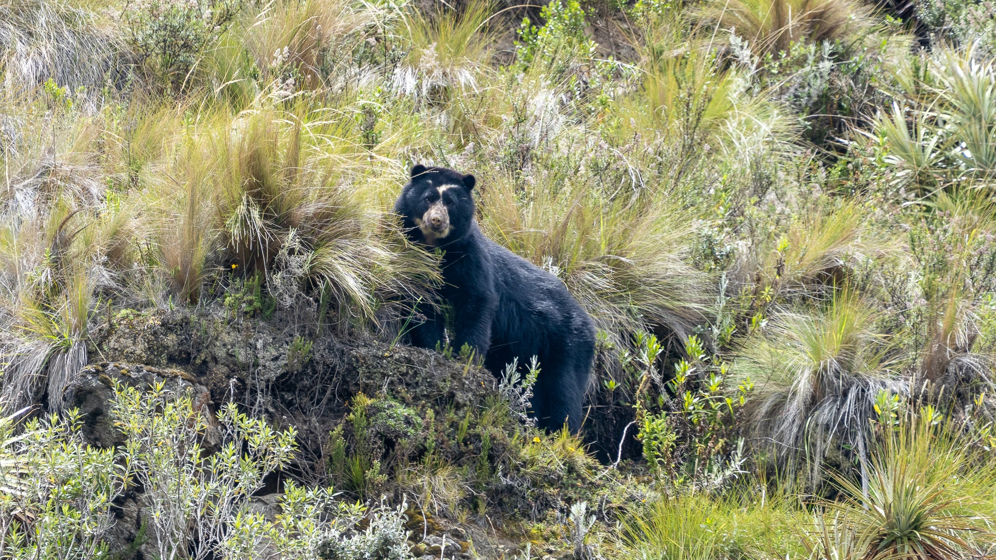 Biodiversidad en Ecuador